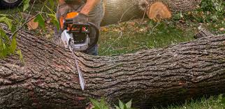 How Our Tree Care Process Works  in  Hazel Crest, IL